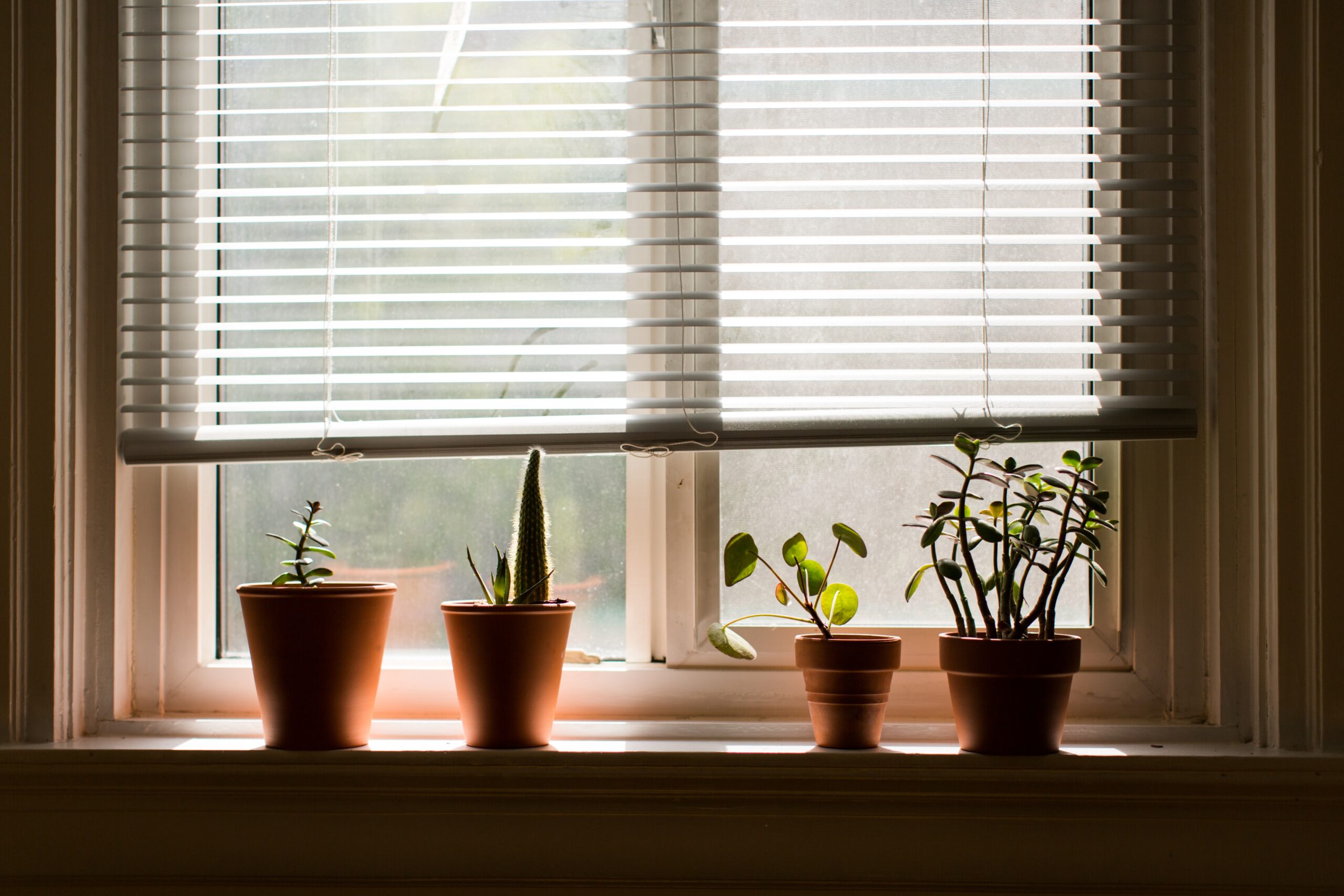 Plantation Shutters Installed and Plants are Kept